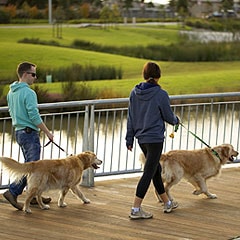 Boardwalks along the wetlands